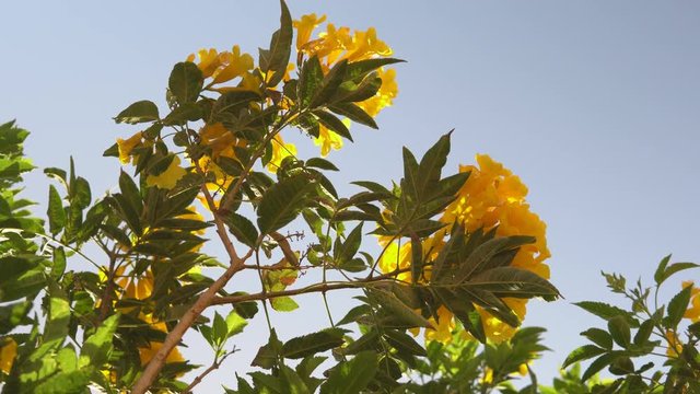 Flowering yellow flower tree at summer day