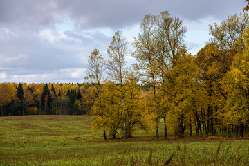 single large tree in the middle of green meadow pasture
