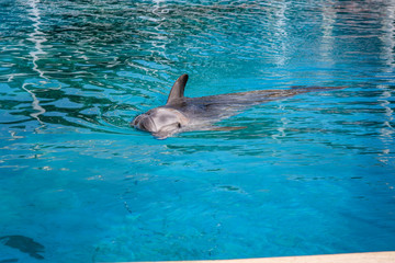 Kemer dolphinarium