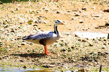 Banded or tiger goose walking on the mainland near a pond Palmiped of the family Anatidae in a wild environment in rural scene