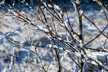 winter dry vegetation tree branches and leaves frosty covered with snow