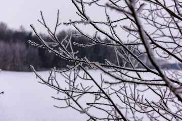 winter dry vegetation tree branches and leaves frosty covered with snow