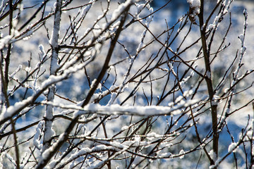 winter dry vegetation tree branches and leaves frosty covered with snow