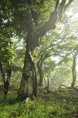 Fototapeta premium 深緑のブナ