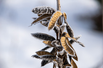 winter dry vegetation tree branches and leaves frosty covered with snow