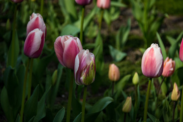 Fototapeta premium Pink tulips