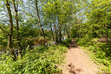 sunny summer hiking trail footpath in the woods for tourists