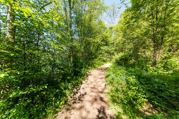 sunny summer hiking trail footpath in the woods for tourists