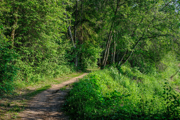 sunny summer hiking trail footpath in the woods for tourists