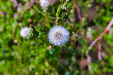 Fototapeta premium Flora caratteristica ai bordi di strada di campagna in Riposto 