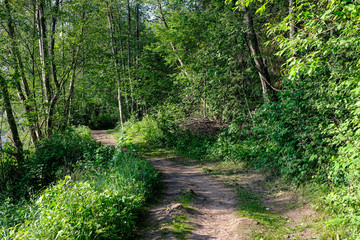 sunny summer hiking trail footpath in the woods for tourists