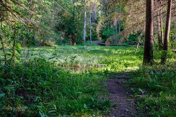 Obraz premium sunny summer hiking trail footpath in the woods for tourists