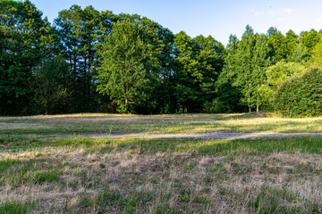 forest texture with tree trunk wall in green summer