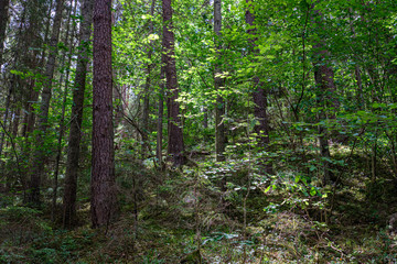 forest texture with tree trunk wall in green summer