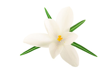 Fototapeta na wymiar Crocus flower isolated on white background with copy space for your text