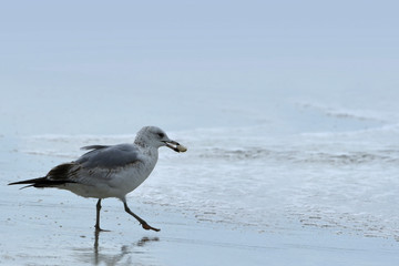 Bird by the Sea