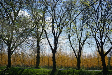 trees and grass