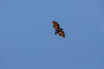The Indian flying fox (Pteropus giganteus), is a species of flying fox found in South Asia. It is one of the largest bats in the world. Flying fox in Sri Lanka.