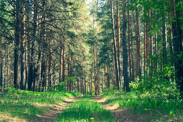 Summer green beautiful forest landscape with road. Beautiful green sunny day in the woods. Green toned