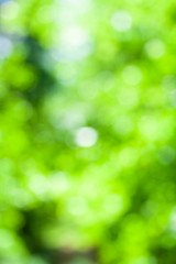 Plakat Blurred green and white forest colors of forest background. Forest focus background