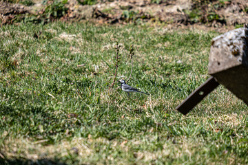 first green foliage sprouting from empty ground in the spring