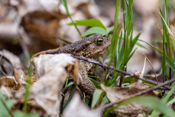first green foliage sprouting from empty ground in the spring