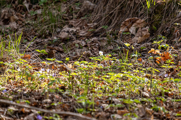 first green foliage sprouting from empty ground in the spring