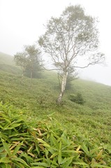 高原のダケカンバ