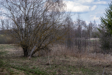 first green foliage sprouting from empty ground in the spring