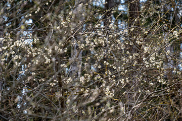 first green foliage sprouting from empty ground in the spring