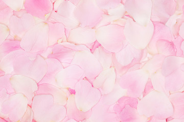 Pink tender rose petals background