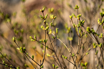 first green foliage sprouting from empty ground in the spring