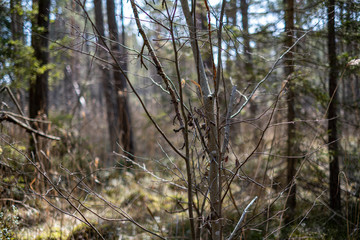 first green foliage sprouting from empty ground in the spring