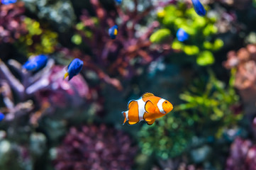 Fototapeta na wymiar Single Clown Fish Swimming in Coral Reef. Underwater Scene.