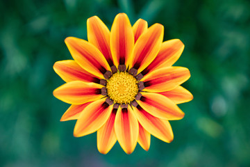 Garden By The Bay Flower dome