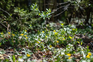 first green foliage sprouting from empty ground in the spring