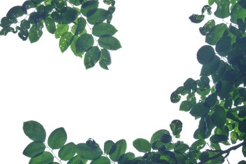 Top view tropical tree leaves on white isolated background for green foliage backdrop 