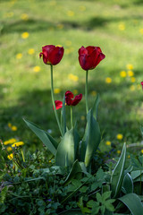sunny countryside garden with green meadow and greenhouse