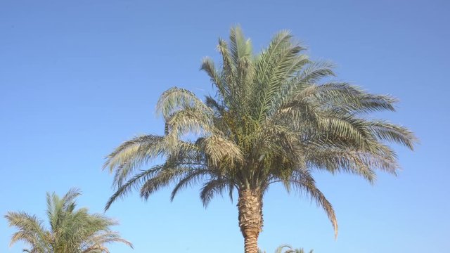 Palm tree and wind