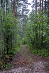 forest texture with tree trunk wall in green summer