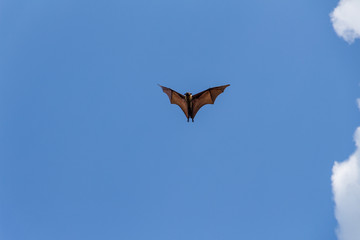 The Indian flying fox (Pteropus giganteus), is a species of flying fox found in South Asia. It is one of the largest bats in the world. Flying fox in Sri Lanka.
