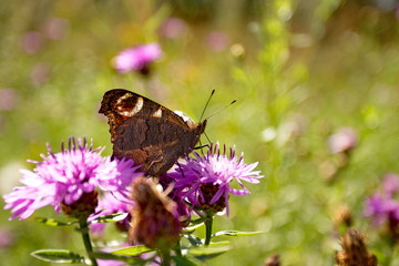 butterfly on flower, бабочка