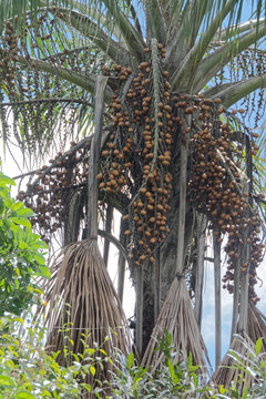 Aguaje : fruits comestibles du palmier b&acirc;che en Guyane fran&ccedil;aise