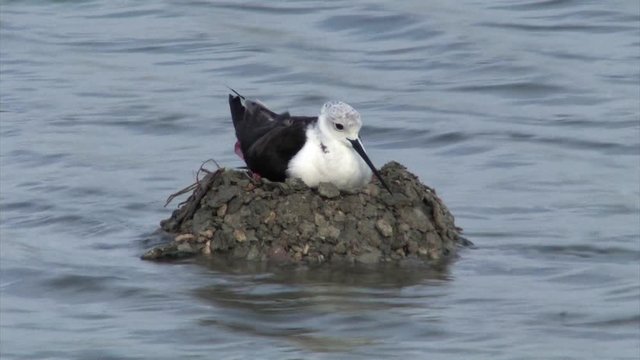 Black winged stilt incubating on nest, Atlit, Israel