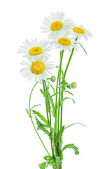 one chamomile or daisies with leaves isolated on white background