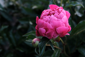 Pink peony during the flowering period. Floral texture. The concept of gardening, cultivation of flower crops.
