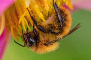 bee on flower