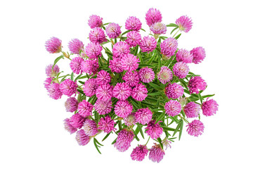 flower of a red clover clover with leaves and a stem close-up isolated on a white background. Top view.