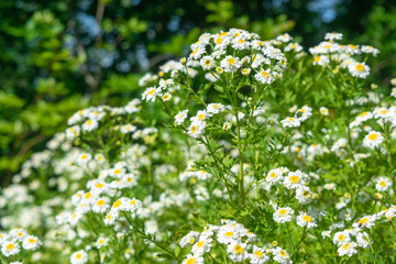 English Daisy in beautiful sunlight