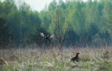 Black grouse tokuyut spring morning with the first rays of the sun